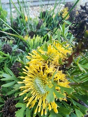 Isopogon