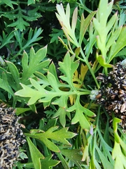 Isopogon