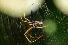 Nephila kuhli