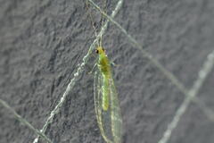 Chrysopini