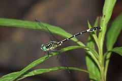 Austrogomphus amphiclitus