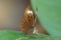 Taxila haquinus