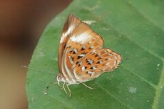 Taxila haquinus