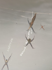 Argiope catenulata