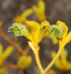 Anigozanthos pulcherrimus
