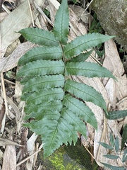 Dryopteris scottii