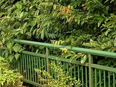 Graphium agamemnon agamemnon