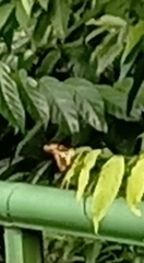 Graphium agamemnon agamemnon