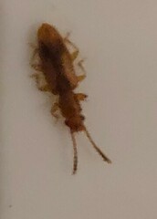 Cryptamorpha desjardinsi