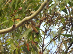 Melithreptus