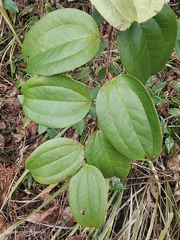Smilax china