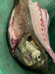 Pseudocaranx georgianus