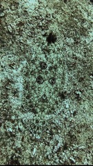 Pseudorhombus dupliciocellatus