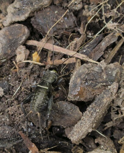 Australian Black Field Cricket photo 5