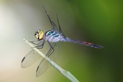 Agrionoptera sexlineata