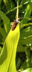 Gonocerini