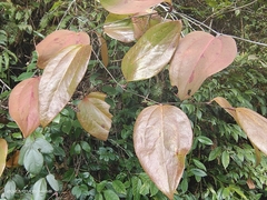 Smilax glaucochina