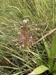 Schizocarphus nervosus