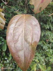 Smilax glaucochina