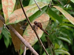 Orthetrum chrysis