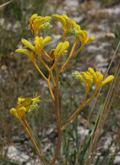 Anigozanthos pulcherrimus