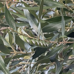 Psilogramma casuarinae