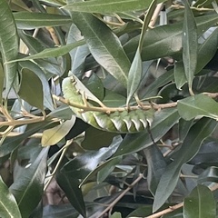 Psilogramma casuarinae