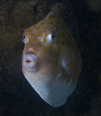 Anoplocapros inermis