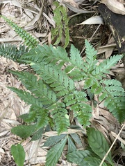 Dryopteris formosana