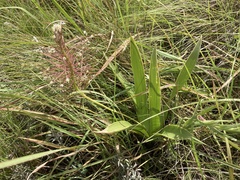 Schizocarphus nervosus