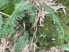 Dryopteris formosana