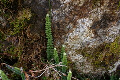 Jamesonia cheilanthoides