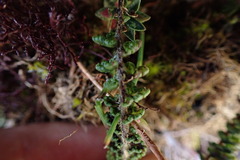 Jamesonia cheilanthoides