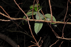 Ehretia longiflora