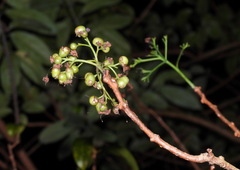 Ehretia longiflora