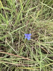 Aristea abyssinica