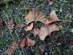 Bartheletia paradoxa