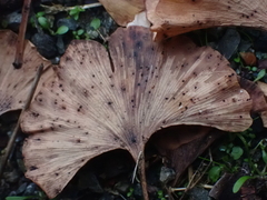 Bartheletia paradoxa