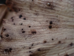 Bartheletia paradoxa