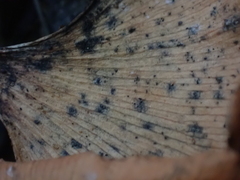Bartheletia paradoxa
