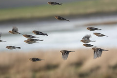 Linaria flavirostris
