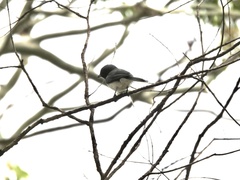 Myiagra rubecula