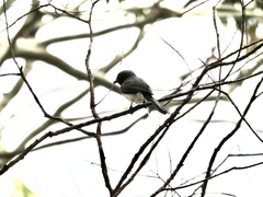 Myiagra rubecula