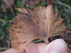 Bartheletia paradoxa