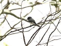 Myiagra rubecula