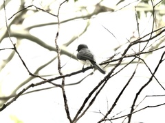 Myiagra rubecula
