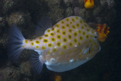 Anoplocapros inermis