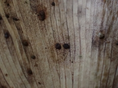 Bartheletia paradoxa