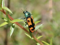 Castiarina scalaris