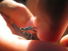 Pseudagrion furcigerum